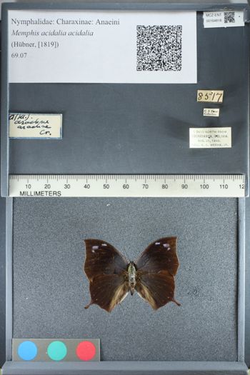 Media type: image;   Entomology 164818